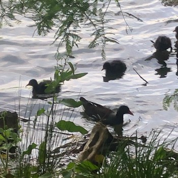 Common Moorhen 別所沼公園(埼玉県) Sun, 5/5/2024