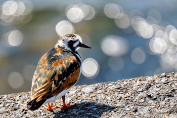 2024年5月5日(日) 日の出三番瀬沿い緑道の野鳥観察記録