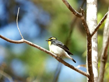 Narcissus Flycatcher Nishioka Park Wed, 5/1/2024