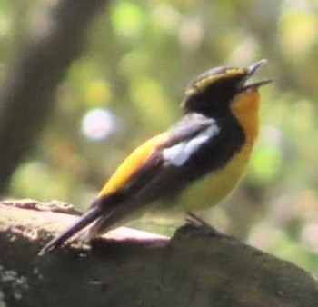 Narcissus Flycatcher 桶ケ谷沼 Fri, 5/3/2024