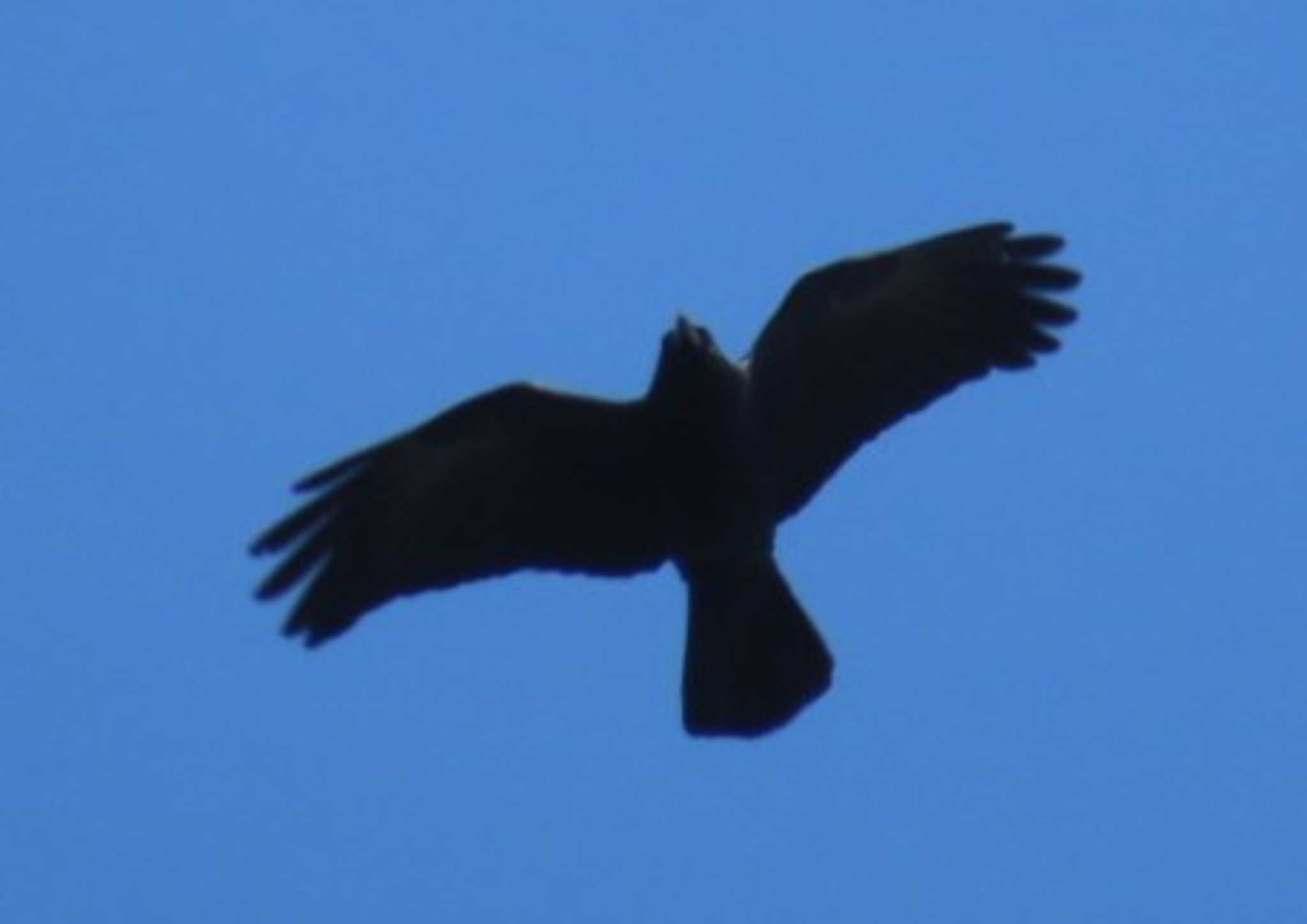 Photo of Large-billed Crow at 桶ケ谷沼 by 生き物好きのY