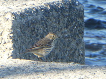 Water Pipit 多摩川二ヶ領宿河原堰 Thu, 1/3/2019