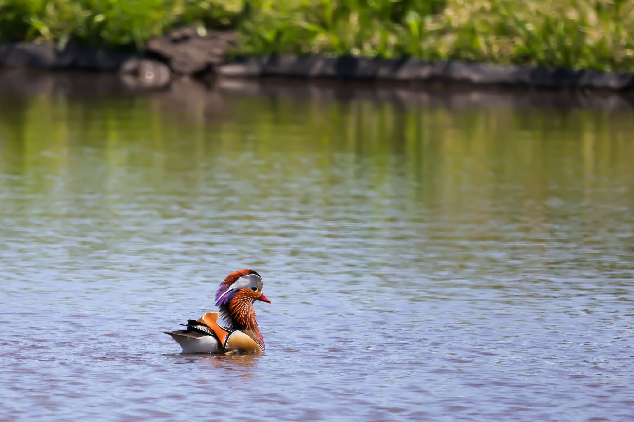 Photo of Mandarin Duck at  by ベルサス