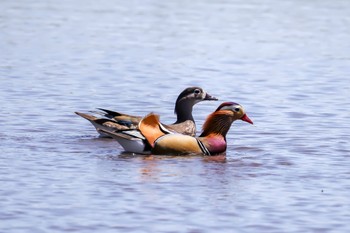 Mandarin Duck 安曇野市 Sun, 5/5/2024