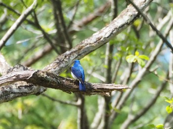 オオルリ 軽井沢野鳥の森 2024年5月5日(日)