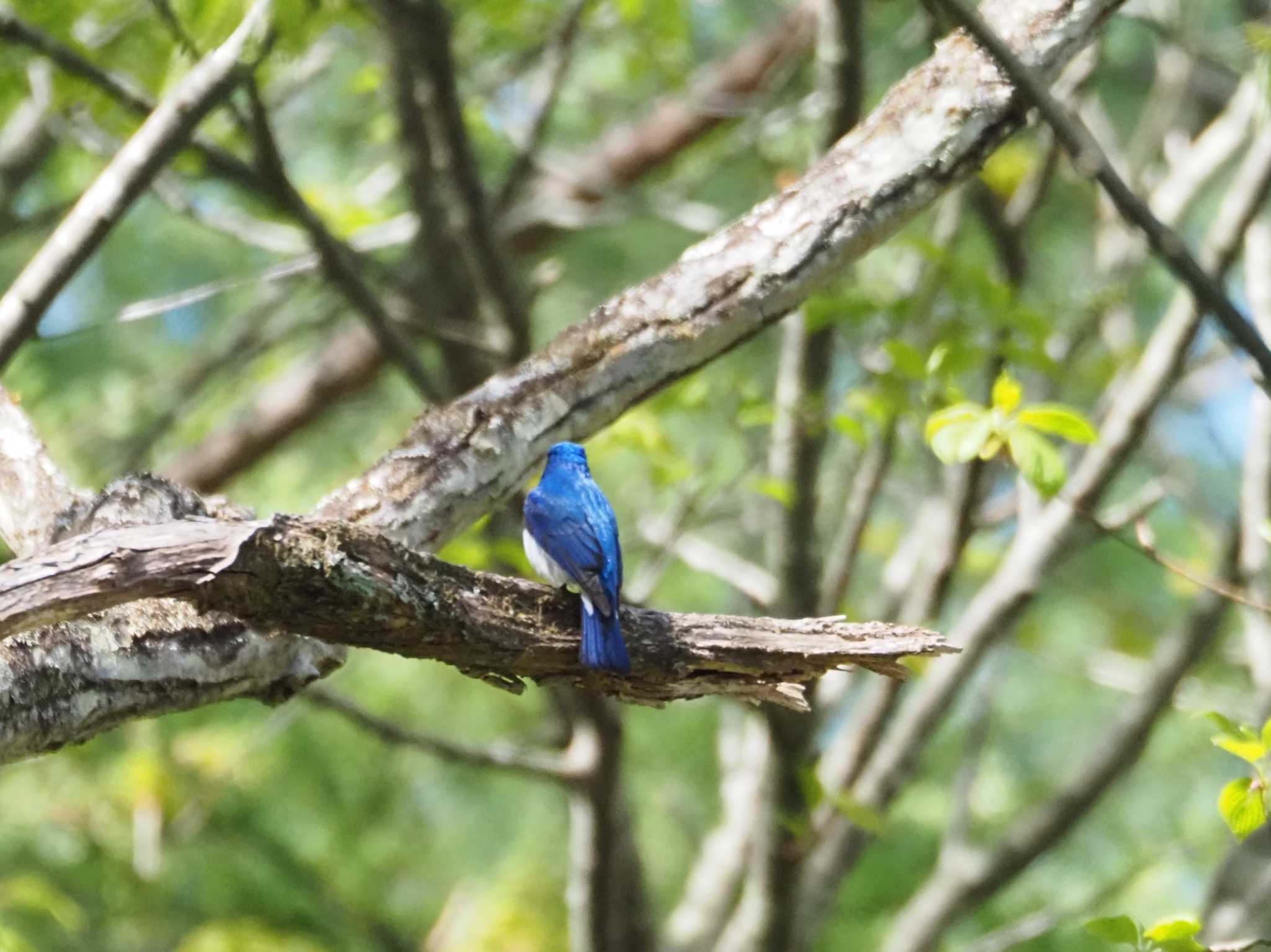 Photo of Blue-and-white Flycatcher at Karuizawa wild bird forest by Masa