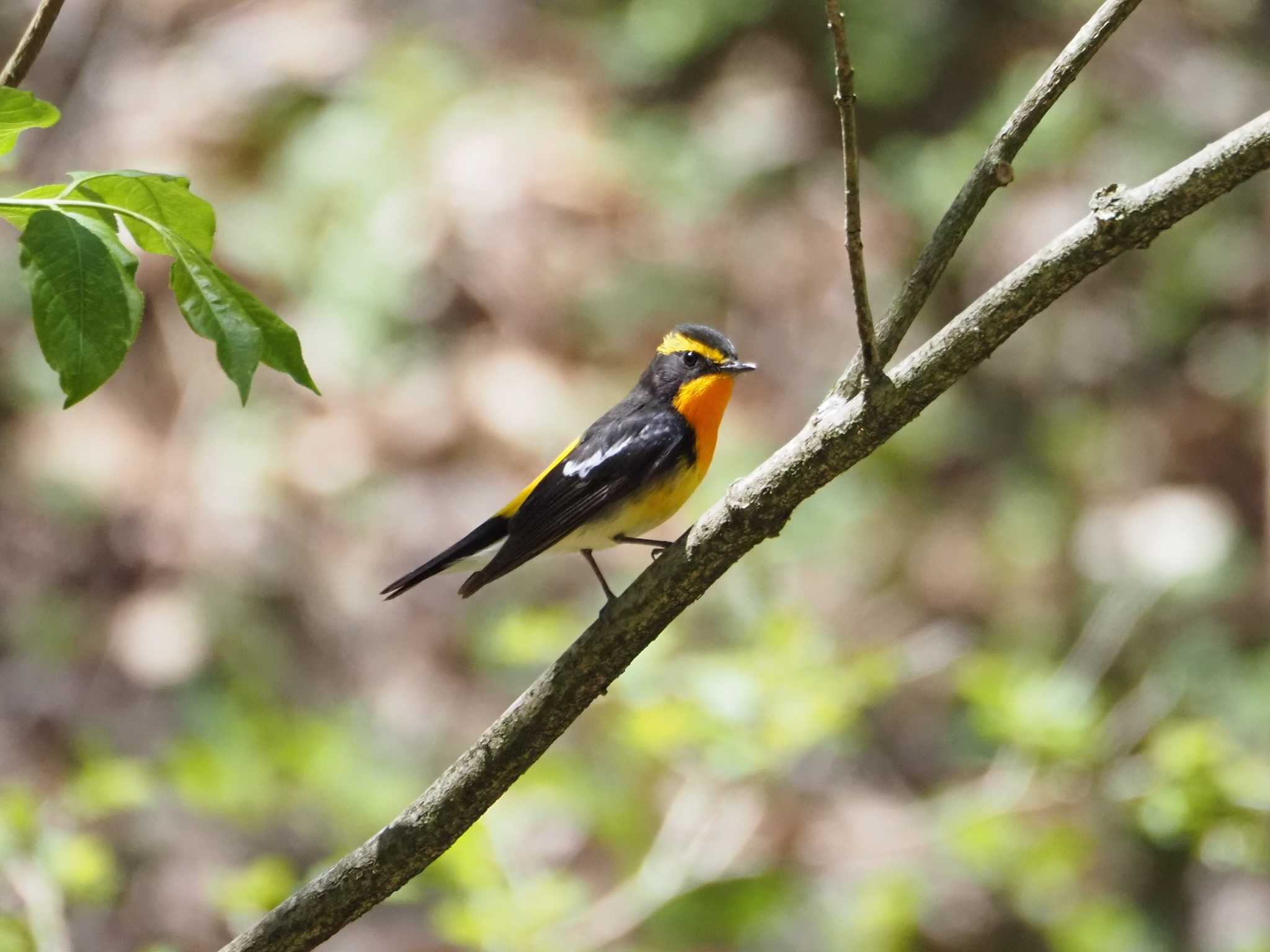 Narcissus Flycatcher