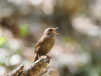 Sun, 5/5/2024 Birding report at Karuizawa wild bird forest