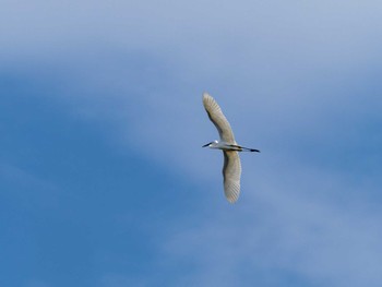 コサギ 洞峰公園 2024年5月6日(月)