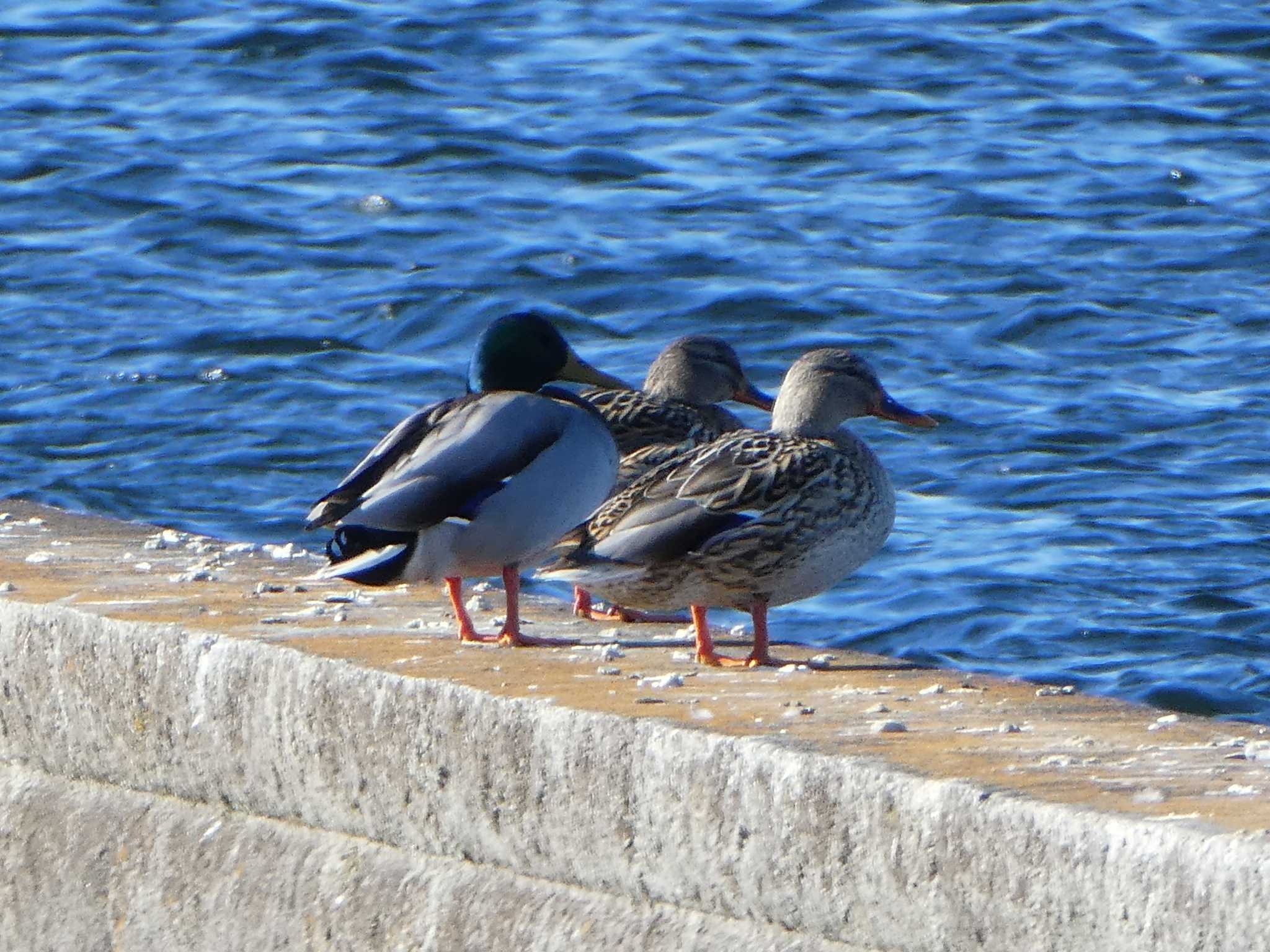 多摩川二ヶ領宿河原堰 マガモの写真 by Kozakuraband