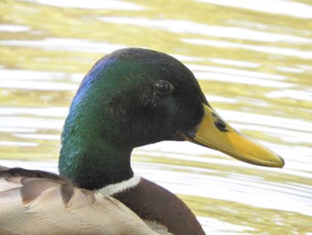 マガモ 石神井公園 2024年5月5日(日)