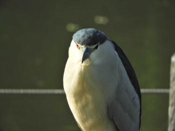 Black-crowned Night Heron Shakujii Park Sun, 5/5/2024