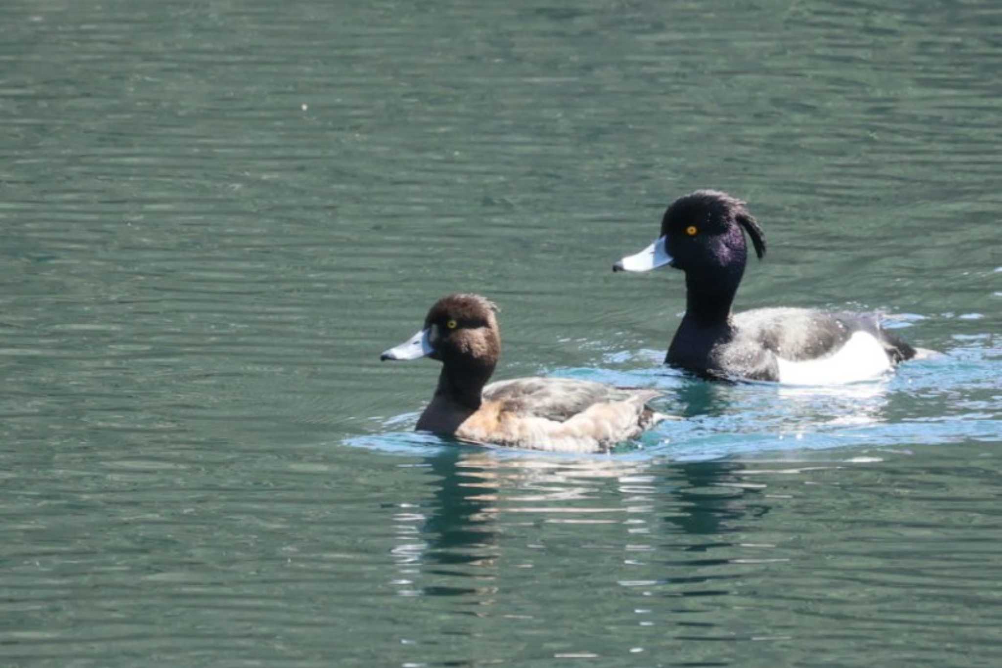 Tufted Duck