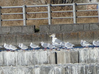 2019年1月3日(木) 多摩川二ヶ領宿河原堰の野鳥観察記録