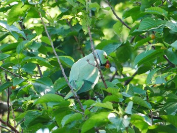 Indian Rose-necked Parakeet 東京都 Thu, 5/2/2024