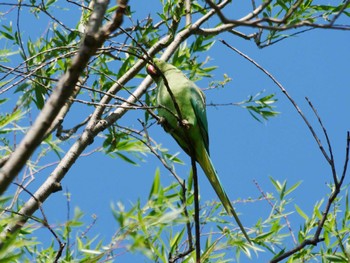 Indian Rose-necked Parakeet 東京都 Thu, 5/2/2024