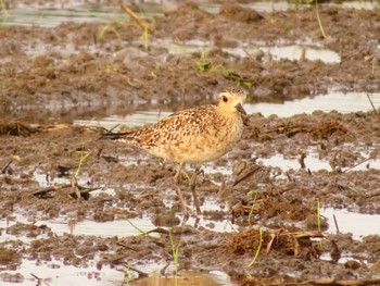 Pacific Golden Plover Inashiki Sun, 4/28/2024