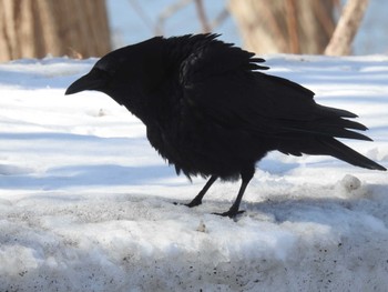 Carrion Crow 茨戸 Sun, 2/18/2024