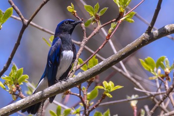 オオルリ 軽井沢野鳥の森 2024年4月28日(日)