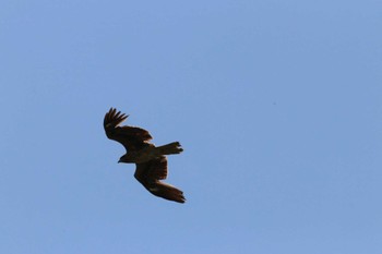 2024年5月5日(日) 松本市アルプス公園の野鳥観察記録