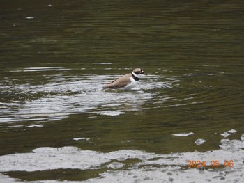 Little Ringed Plover Kasai Rinkai Park Mon, 5/6/2024