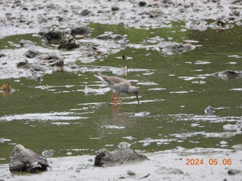 Common Redshank Kasai Rinkai Park Mon, 5/6/2024