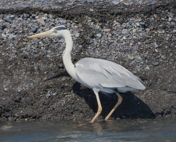 Grey Heron 安倍川河口 Sun, 5/5/2024