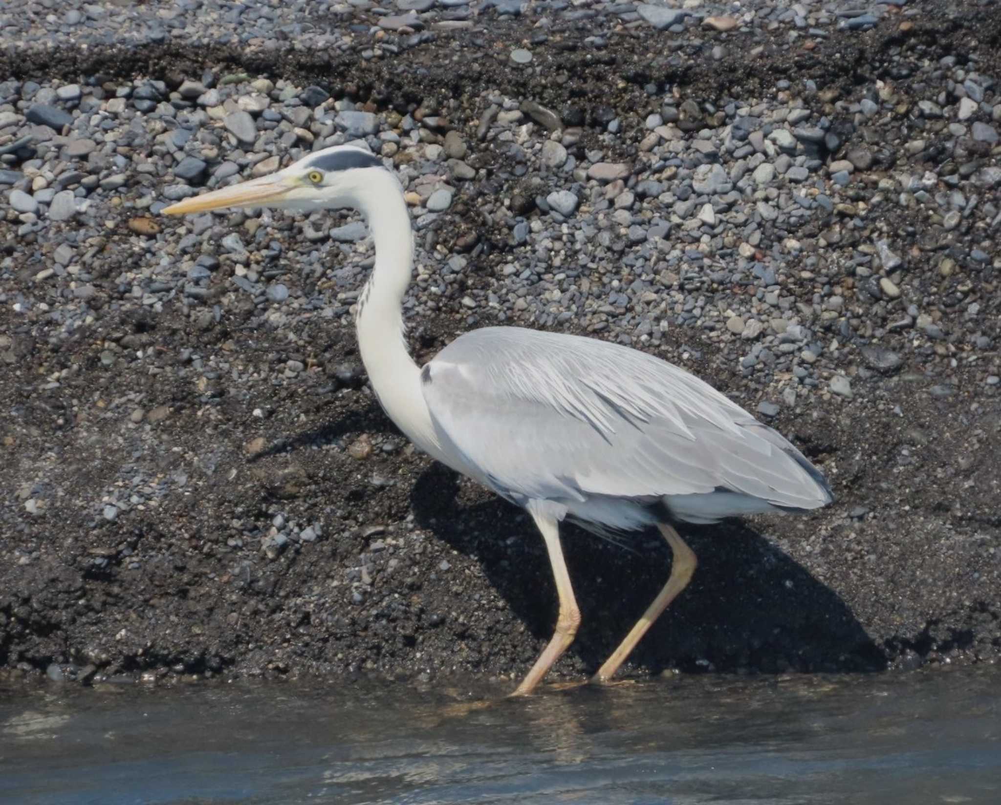 Photo of Grey Heron at 安倍川河口 by 生き物好きのY