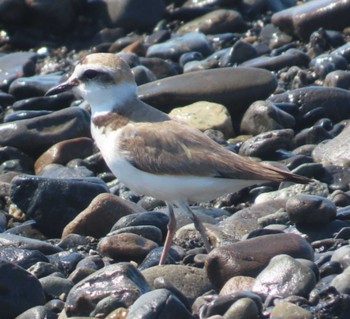 Kentish Plover 安倍川河口 Sun, 5/5/2024