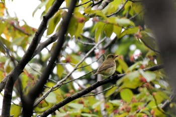 Narcissus Flycatcher 札幌モエレ沼公園 Mon, 5/6/2024