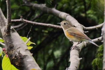 Red-flanked Bluetail 札幌モエレ沼公園 Mon, 5/6/2024