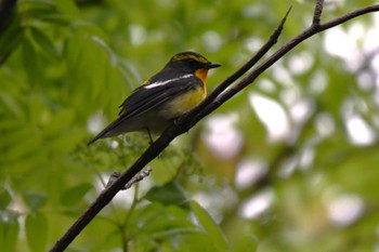 Narcissus Flycatcher 札幌モエレ沼公園 Mon, 5/6/2024