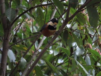 Mon, 5/6/2024 Birding report at 鹿沼公園