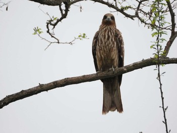 Black Kite Watarase Yusuichi (Wetland) Thu, 4/18/2024