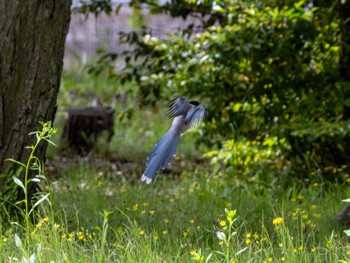 Azure-winged Magpie つくば市 Mon, 5/6/2024