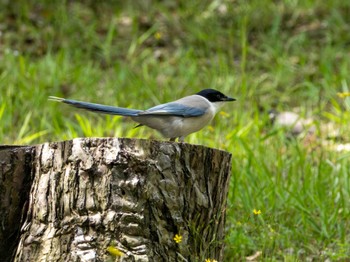 Azure-winged Magpie つくば市 Mon, 5/6/2024