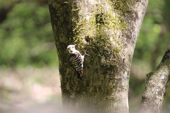 Japanese Pygmy Woodpecker 伊香保森林公園 Sun, 5/5/2024