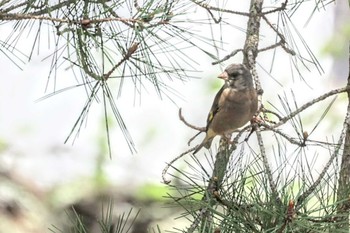 カワラヒワ 長野県南佐久郡 2024年4月28日(日)