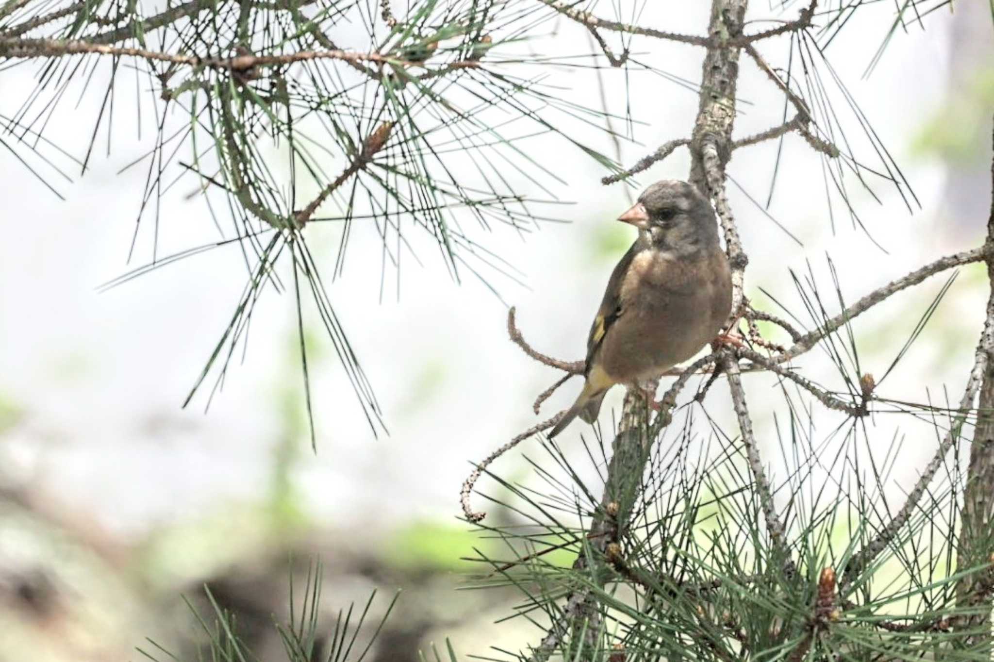 Grey-capped Greenfinch