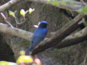 Blue-and-white Flycatcher 伊香保森林公園 Sun, 5/5/2024