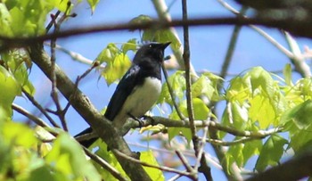 Blue-and-white Flycatcher 伊香保森林公園 Sun, 5/5/2024