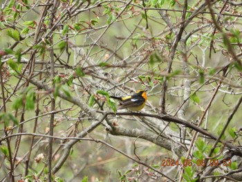 Narcissus Flycatcher 吉田口・馬返(富士山) Mon, 5/6/2024