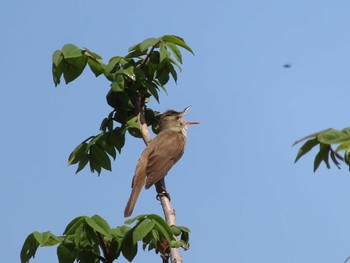 Sat, 5/4/2024 Birding report at 佐潟