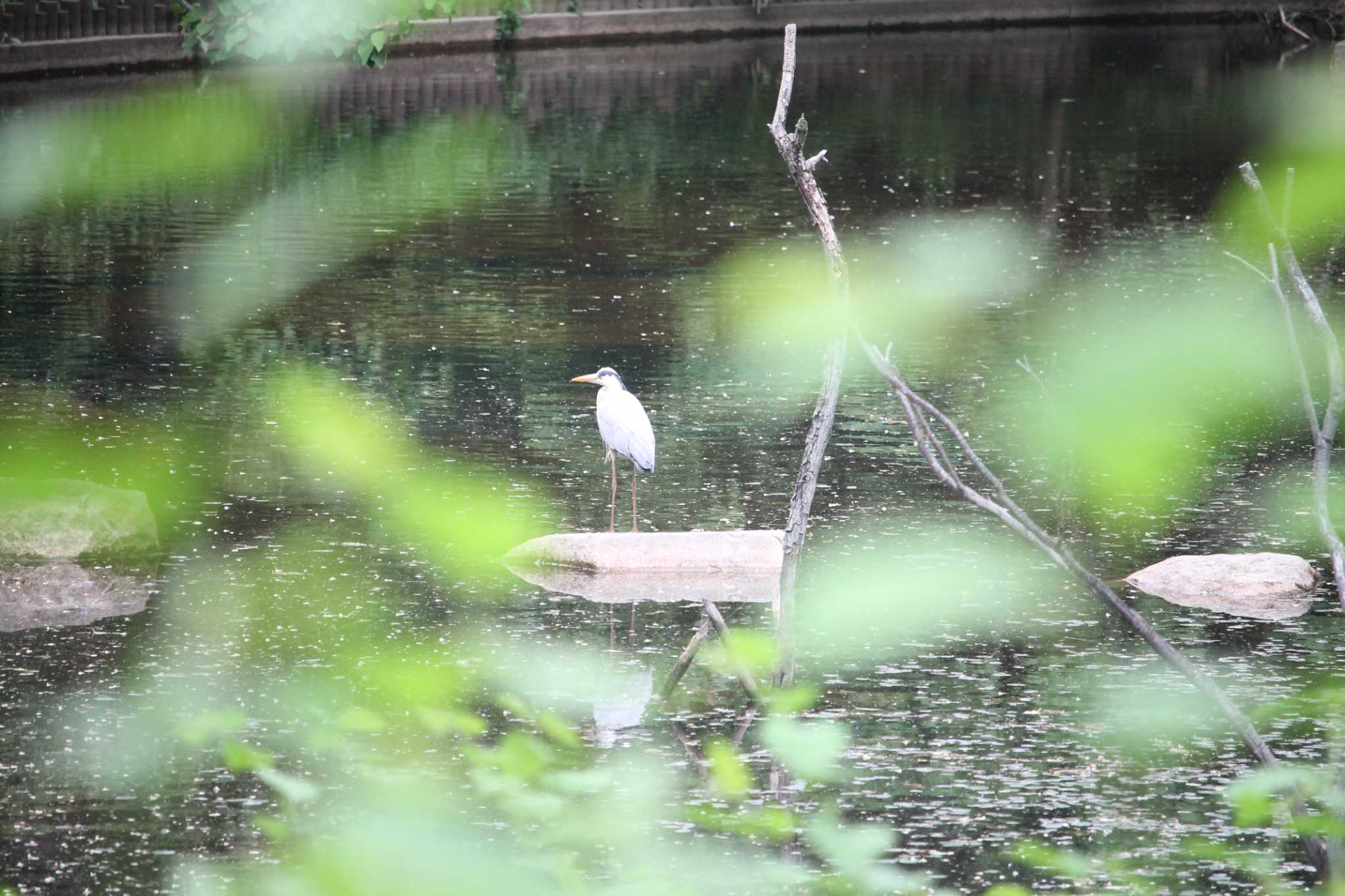 代々木公園〜明治神宮 アオサギの写真 by Kei