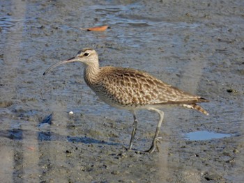 Eurasian Whimbrel 土留木川河口(東海市) Thu, 5/2/2024