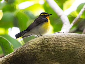 Narcissus Flycatcher 長崎県 Thu, 4/11/2024