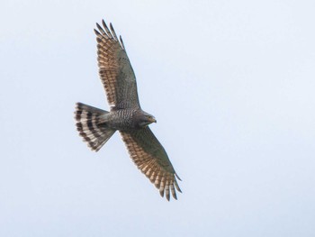 Grey-faced Buzzard 長崎県 Thu, 4/11/2024