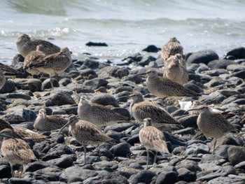 Eurasian Whimbrel 長崎県 Sun, 4/28/2024