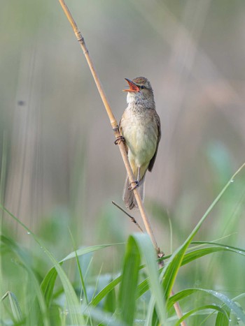 Oriental Reed Warbler 長崎県 Sun, 4/28/2024