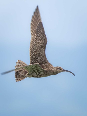 Eurasian Whimbrel 長崎県 Wed, 5/1/2024